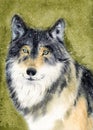 Watercolor illustration of a fluffy gray fawn wolf with light blue eyes