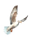 Watercolor illustration of a flying seagull bird. Royalty Free Stock Photo