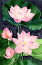 Watercolor illustration of four pale pink lotuses with green leaves