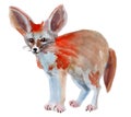 Watercolor illustration of a fox fenech Royalty Free Stock Photo