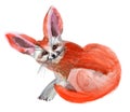 Watercolor illustration of a fox fenech Royalty Free Stock Photo