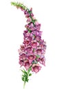 Watercolor Illustration of Foxglove Flower