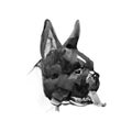 Watercolor illustration of french bulldog breed. Isolated black and white dog`s head. Royalty Free Stock Photo