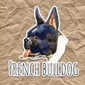 Watercolor illustration of french bulldog breed. Isolated black and white dog`s head. Royalty Free Stock Photo