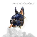 Watercolor illustration of french bulldog breed. Isolated black and white dog`s head. Royalty Free Stock Photo