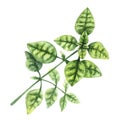 Watercolor illustration of fresh basil sprig isolated on a white background. Royalty Free Stock Photo