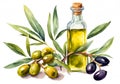 Watercolor illustration of fresh green and black olives and a bottle of olive oil, with a branch with leaves. Royalty Free Stock Photo