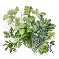 Watercolor illustration of fresh herbs of parsley, celery and dill, isolated on white background. Generative AI Royalty Free Stock Photo