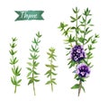 Thyme twigs and flowers watercolor illustration with clipping paths