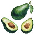 Watercolor Illustration. Fruit Avocado, Half Avocado, Cut Avocado.