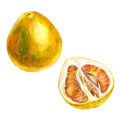 Watercolor illustration. Fruit pomelo. The fruit is pomelo, half the fruit is pomelo