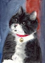 Watercolor illustration of a funny black and white cat with a red ribbon with a bell