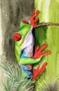 Watercolor illustration of funny colorful frog sitting on a bamboo Royalty Free Stock Photo