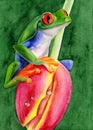 Watercolor illustration of funny colorful frog sitting on a red tulip Royalty Free Stock Photo