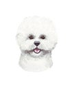 Watercolor illustration of a funny dog. Popular dog breed. Dog Bichon Frise. Hand made character isolated on white