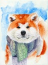 Watercolor illustration of funny ginger akita inu dog in a green scarf