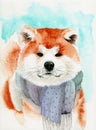 A funny ginger akita inu dog in scarf