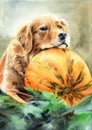 Watercolor illustration of a funny golden retriever on an orange pumpkin