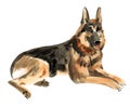 Watercolor illustration of German shepherd dog in white background. Royalty Free Stock Photo