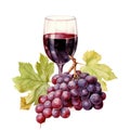 Watercolor illustration glass of red wine, grapes, leaves isolated on white background Royalty Free Stock Photo