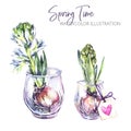 Watercolor illustration. Glass vases with hyacinth seedlings. Rustic objects and home decor. Spring collection in violet