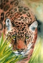 Watercolor illustration of golden orange spotted leopard