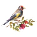 Watercolor illustration goldfinch bird with brunch dog rose, isolate on white background.