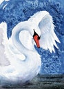 Watercolor illustration of a graceful white swan flapping its wings Royalty Free Stock Photo