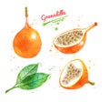 Watercolor illustration of Granadilla fruit