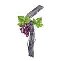 Watercolor illustration of grape vine with green leaves and purple grape bunch isolated on white background Royalty Free Stock Photo