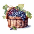 Watercolor illustration of grapes in a basket Royalty Free Stock Photo