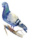 Watercolor illustration of a gray city dove