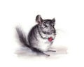 Watercolor illustration of gray fluffy chinchilla with cherry in the paw isolated on white background