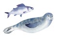 Watercolor illustration. A gray seal and fish. Splashes sketch of wild ocean animals