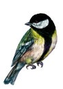 Watercolor Illustration of Great Tit Bird