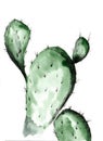 Watercolor illustration of green cacti on a white background