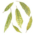 Watercolor illustration of green cocoa leaves, isolated