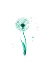 Watercolor illustration of green dandelion isolated on white background