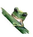 Hand painted watercolor frog on a white background Royalty Free Stock Photo