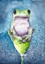 Watercolor illustration of a green frog sitting on a bud of a faded flower Royalty Free Stock Photo