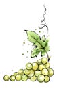 Watercolor illustration - green grapes