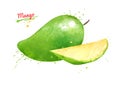 Watercolor illustration of green Mango fruit