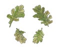 Watercolor set green oak leaves with streaky