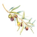 Watercolor illustration of green olives on branch. Isolated design element. Royalty Free Stock Photo