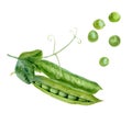 Watercolor illustration of green peas, isolated on white background Royalty Free Stock Photo