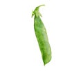 Watercolor illustration of green peas, isolated on white background Royalty Free Stock Photo