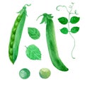 Watercolor illustration, green peas. Pod, leaves, pea Royalty Free Stock Photo