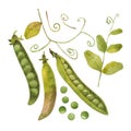 Watercolor illustration green peas set