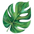 Watercolor illustration of green tropical leaf of monstera.