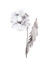 Watercolor illustration of grey dandelion isolated on white background